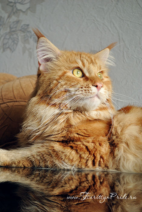 Кот породы мейн кун